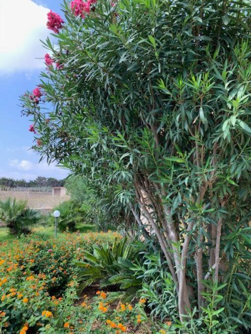 Villa Maveda, Un Dammuso Immerso Nel Verde Lampedusa Extérieur photo